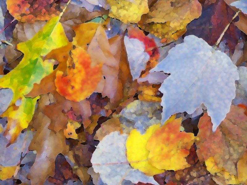 colorful fall leaves on ground